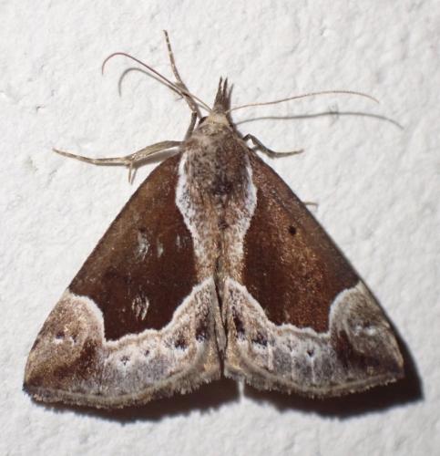 Hypena crassalis